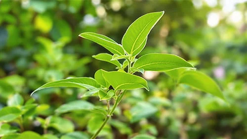 Fresh green gymnema sylvestre leaves on a plant